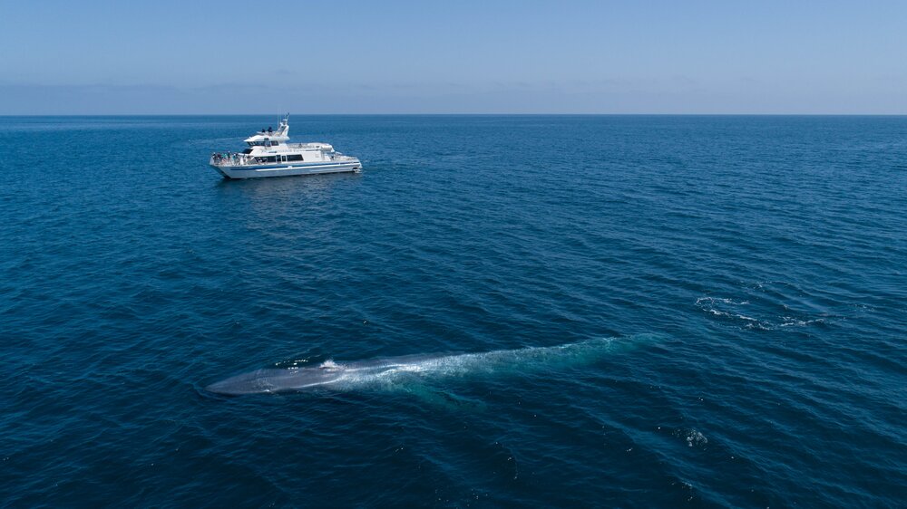 Santa Barbara Channel Whale Heritage Area