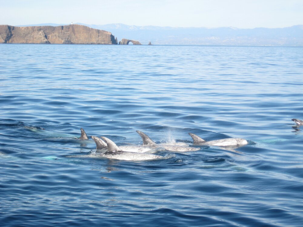 Santa Barbara Channel Whale Heritage Area