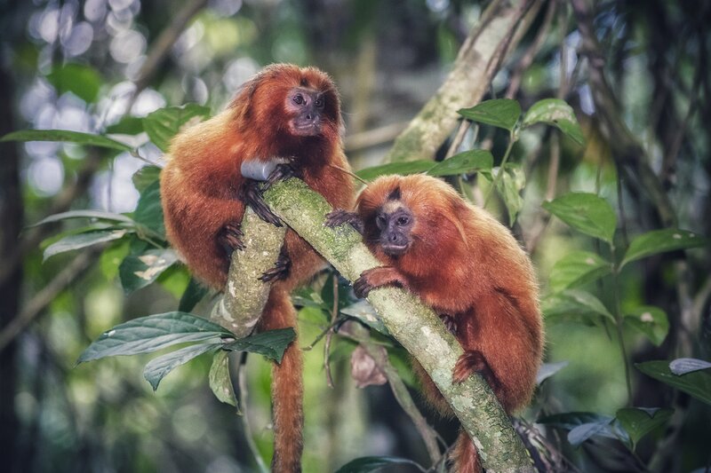 A Case of Successful Conservation