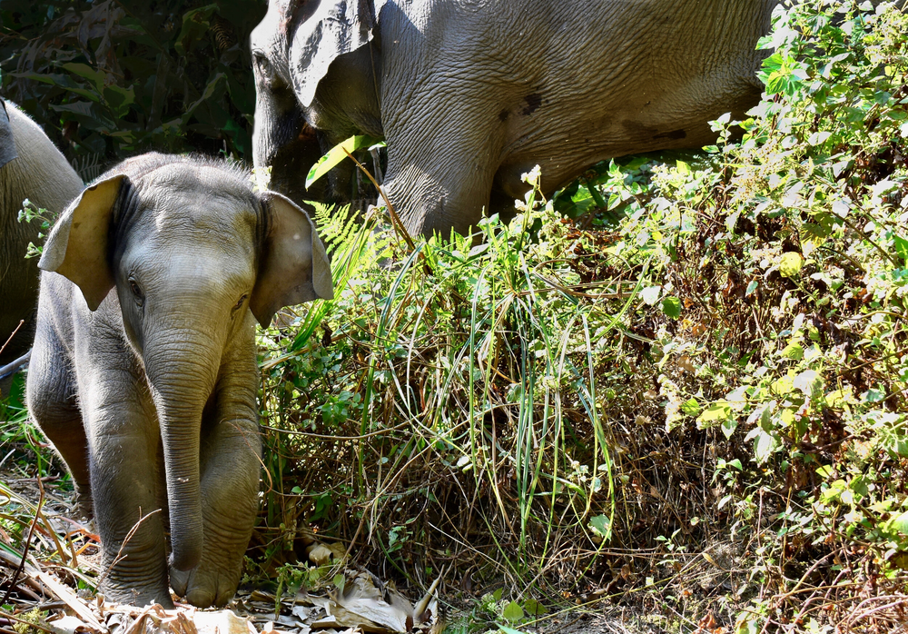 LIFE Elephant Heritage Area