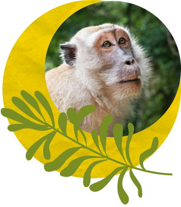 Image of a monkey