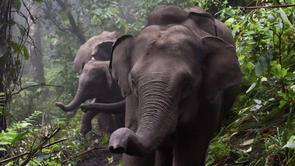 LIFE Elephant Heritage Area