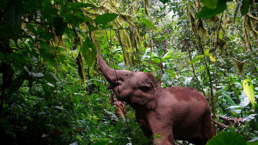 LIFE Elephant Heritage Area